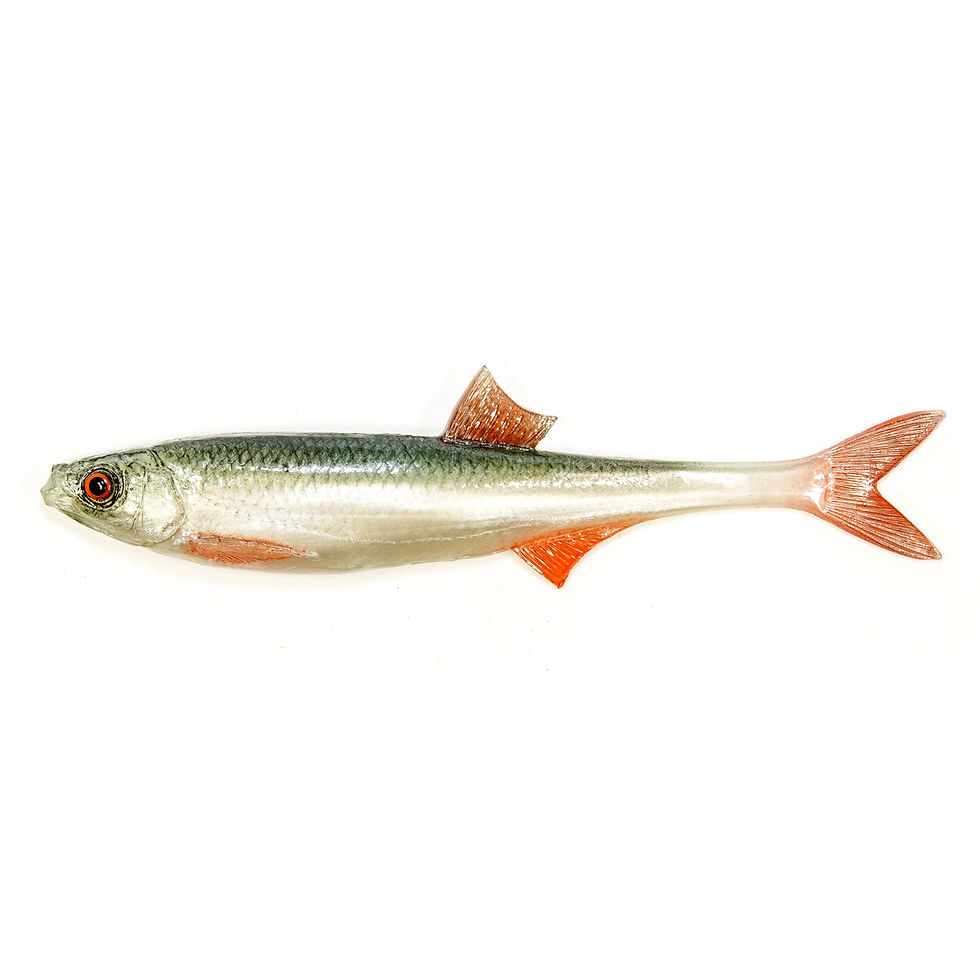 Thumbnail: Angry Bleak F-Tail (Pack of 10)