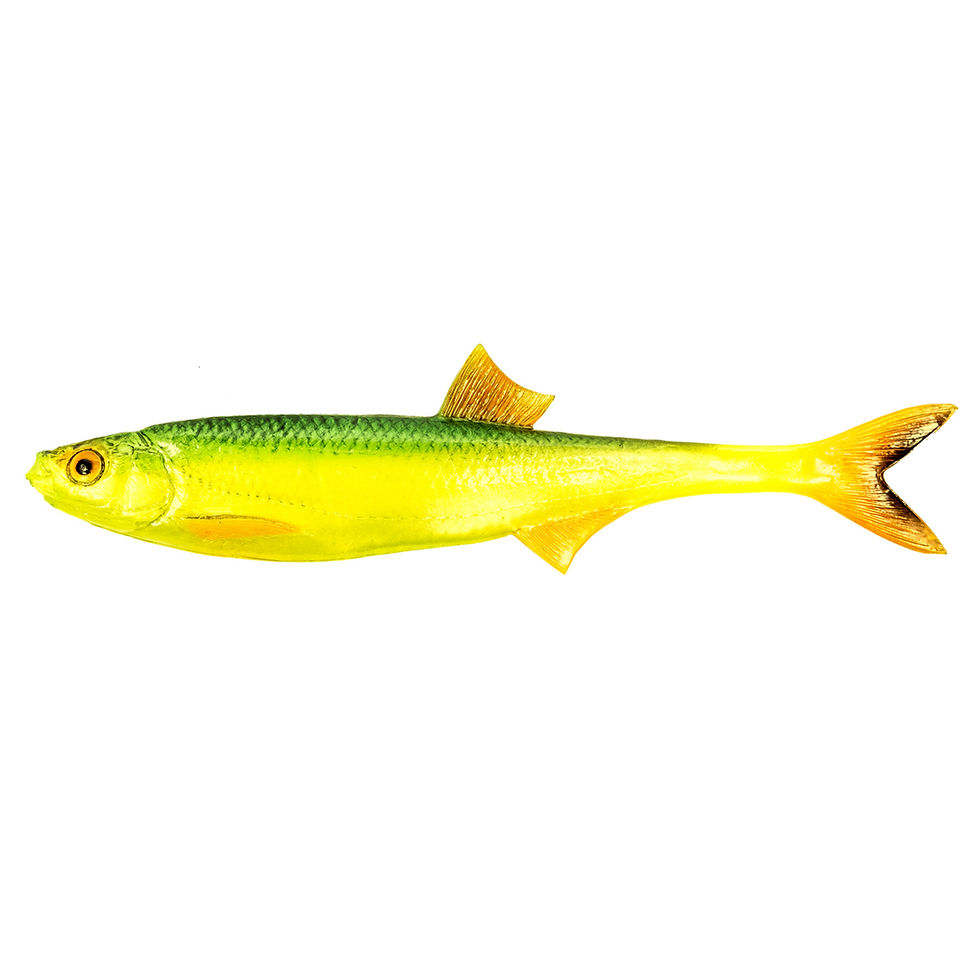 Thumbnail: Angry Bleak F-Tail (Pack of 10)