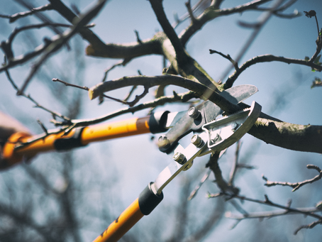 The Benefits of Winter Tree Pruning: Why Cold Weather is Ideal