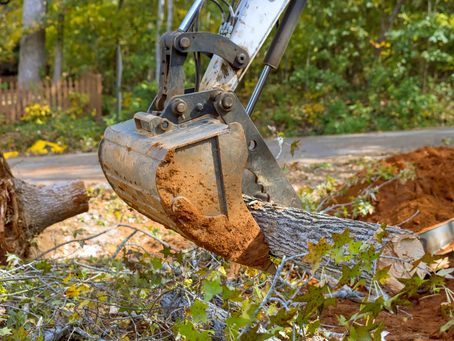 The Complete Guide to Tree Removal: Understanding the Process and Factors to Consider