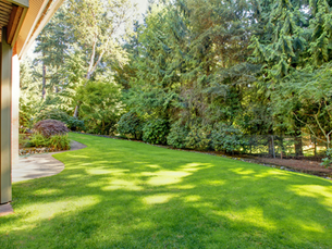Hiring Professional Tree Services: Investing in Your Property's Value