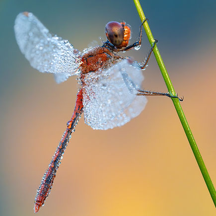 Dew-covered dragonfly