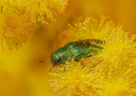 Green jewel beetle in the wattle