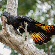 Red-Tailed Black Cockatoos and the Fragility of Old Forests