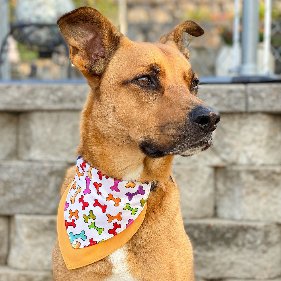 All The Treats Bandana