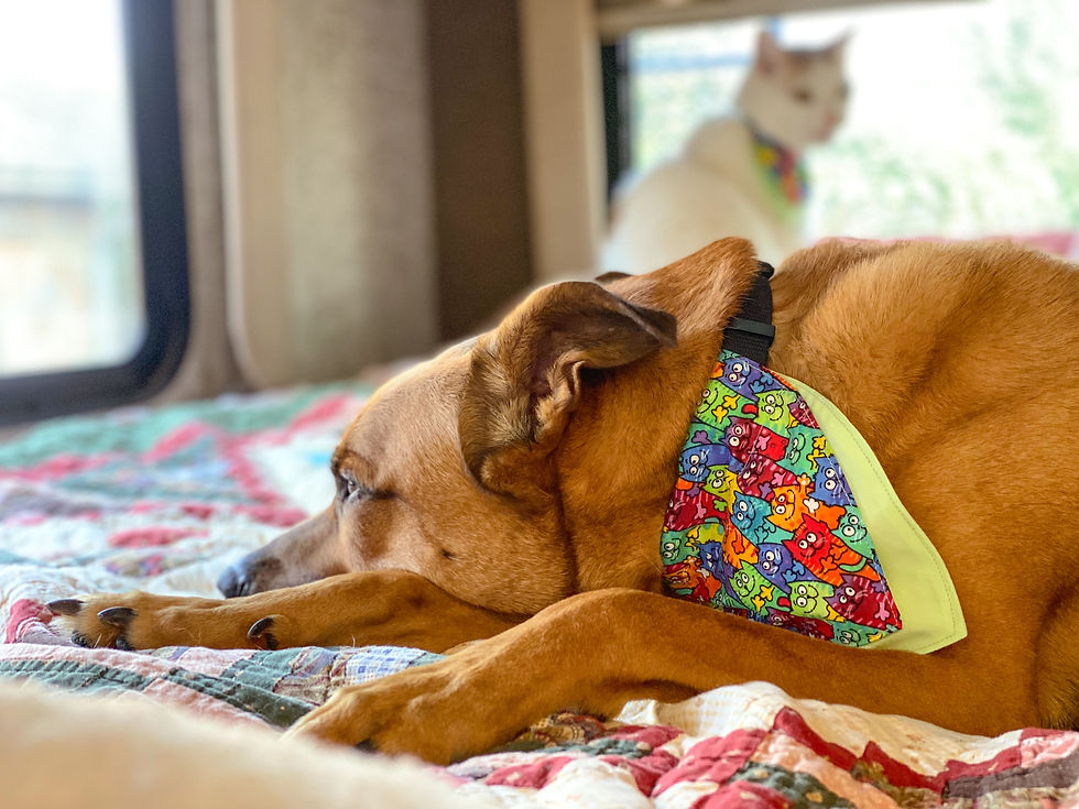 Thumbnail: Cat Power Bandana