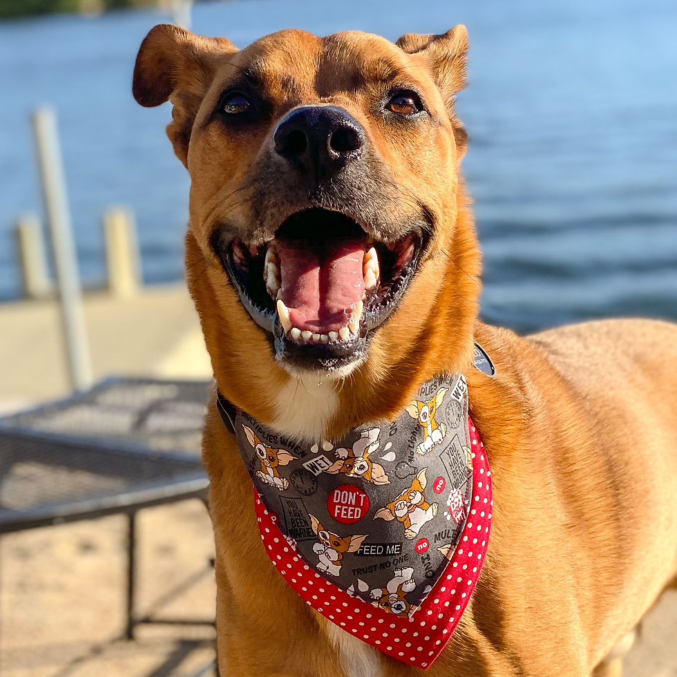 Gizmo Bandana