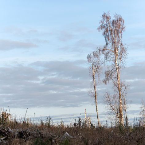 7. Last-Standing-Birch-Trees.jpg