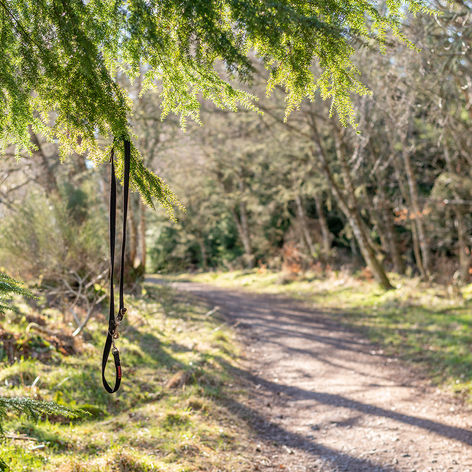 2. Abandoned-Dog-Lead.jpg