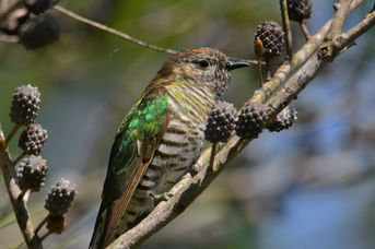Bronze Cuckoo by Mac Maderski