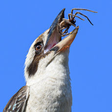 Kookaburra eating by Mark Seiffert