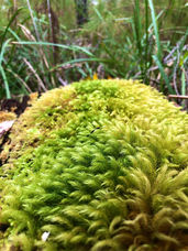 Spagnam Moss by Clare Smith