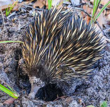 Echidna by Mark Seiffert