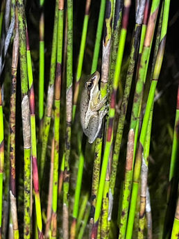 Wallum Sedge Frog by James Barrie