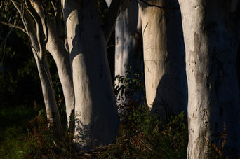 Scribbly Gums by Mark Seiffert