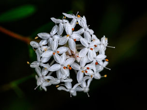Wallum Flower by Mark Seiffert