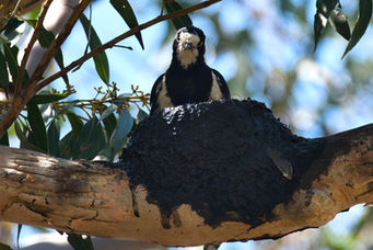 Magpie Lark by Mac Maderski
