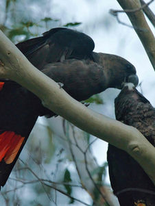 Glossy Red Cockatoo: Mac Maderski