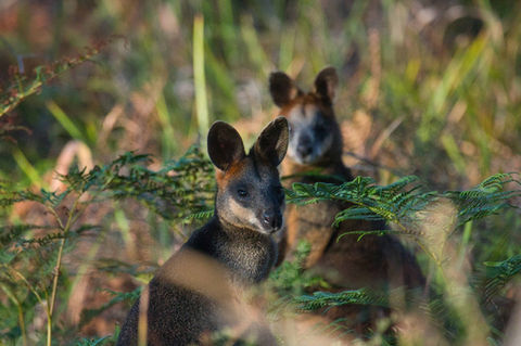 Swamp Wallabies by Mac Maderski