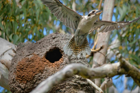 Kookaburra Nest: Mac Maderski