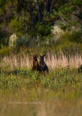 Swamp Wallabies. Photo by FreeDom photography
