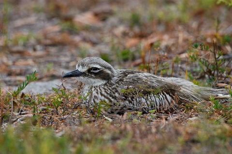 Bushstone Curlew, nesting by Mac Maderski.jpg