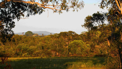 Wallum land Photo by Mac Maderski