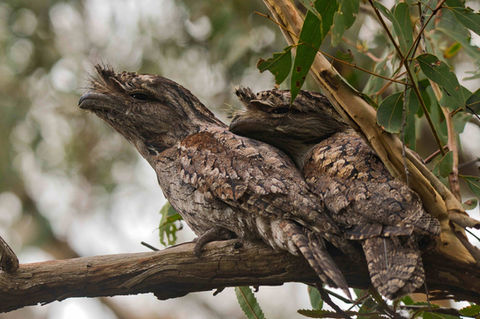 Tawny frog-mouthed owls-Mac Maderski