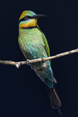 Rainbow Bee Eater by Mark Seiffert