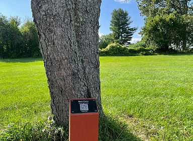 Tree marker resized.jpeg