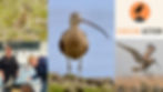 'Echoes of the Curlew': A Guided Walk for Awareness & Conservation