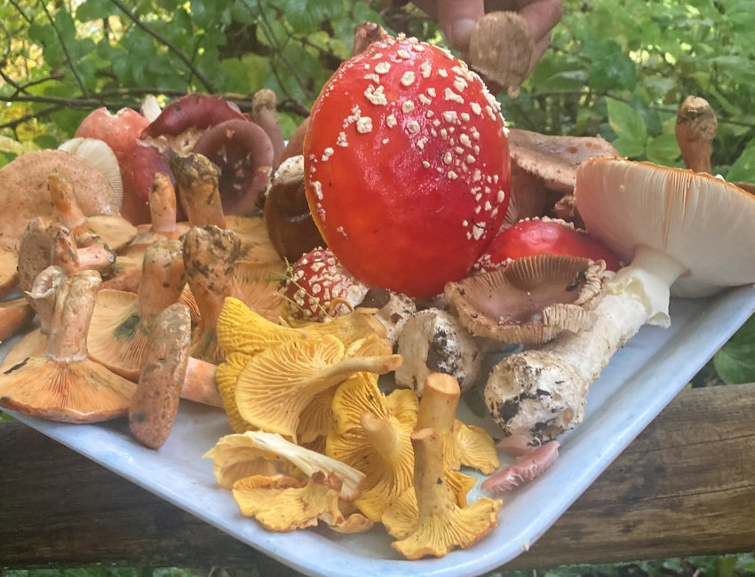 Mushroom Foraging Walk with Special Guest Graham Glue Walk Hay