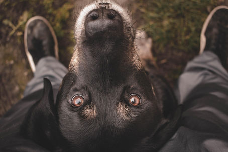 Wenn Tiere Symptome übernehmen – Spiegel unserer Emotionen?