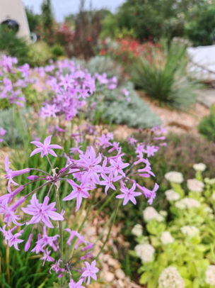 massif sans entretien résistant au sec - Labarthe-sur-Lèze