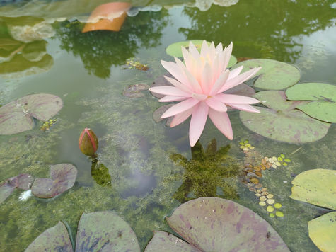 Aménagement bassin naturel, fleur de nénuphar - Auterive