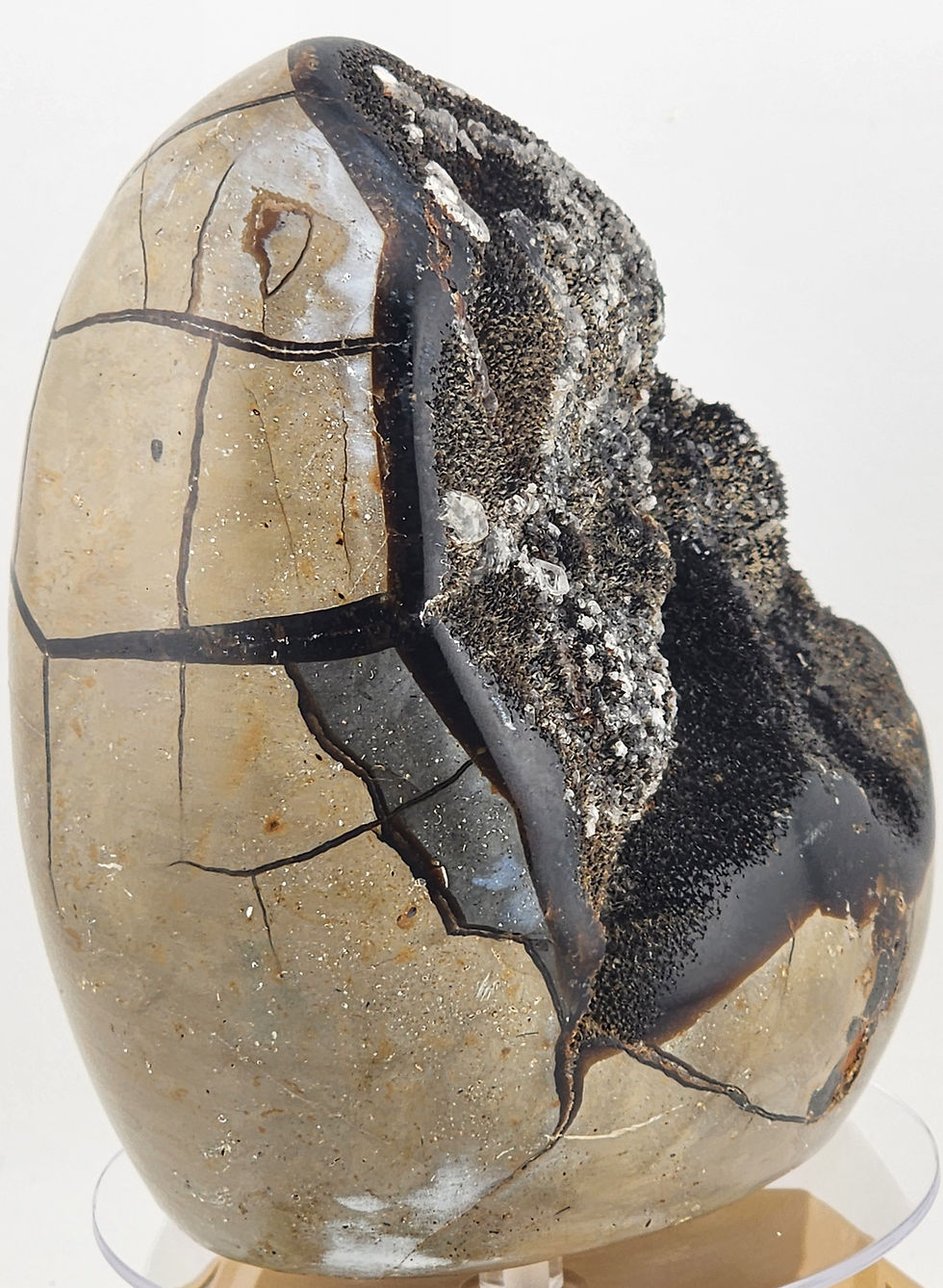 Thumbnail: 5" Tall Septarian Nodule with Calcite Crystals on Aragonite Matrix