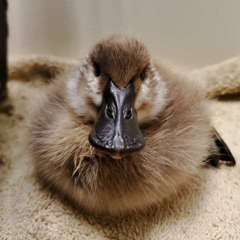 Calgary-Wildlife-Rehabilitation-Animal-Rescue-22.jpeg