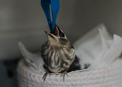 Nestlings