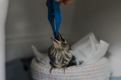 Calgary-Wildlife-Rehabilitation-Animal-Rescue-28.jpeg