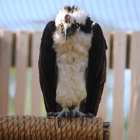 Calgary-Wildlife-Rehabilitation-Animal-Rescue-17.jpeg