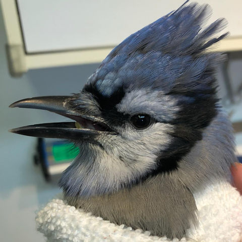 Calgary-Wildlife-Rehabilitation-Animal-Rescue-5.jpeg