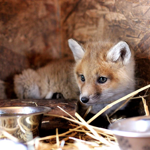 Calgary-Wildlife-Rehabilitation-Animal-Rescue-13.jpeg