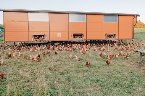 Brandhubers Wanderhuhn, Freilandeier, Eier ab Hof & im Handel, Salzburger Land, Köstendorf