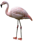 the Ginger Companies flamingo