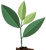 Green sprout icon