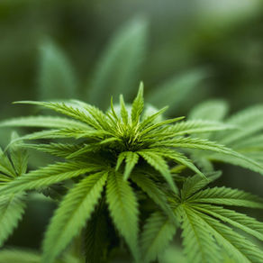 CBD: Full Spectrum, Broad Spectrum & Isolate