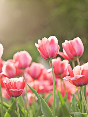 Choosing Thankfulness & Hope