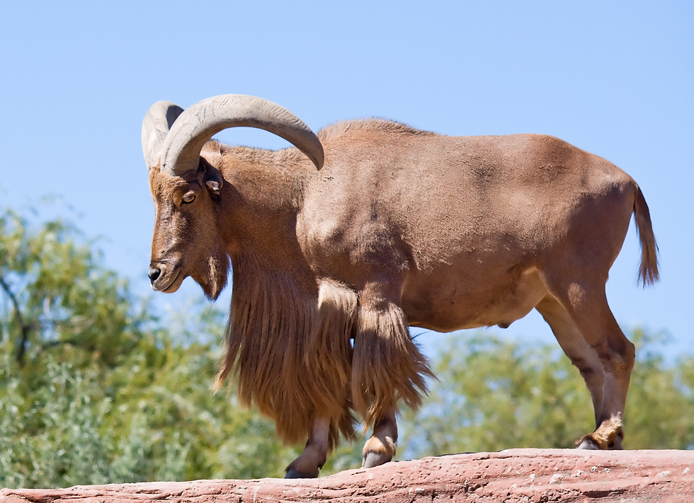 Aoudad