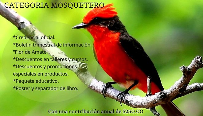 CATEGORIA%20MOSQUETERO%20(2)_edited.jpg