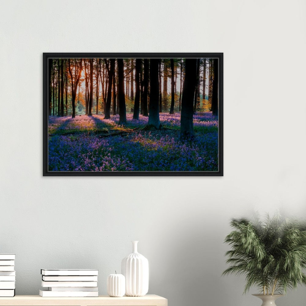 Hampshire Bluebell Woodland at Sunrise Framed Canvas